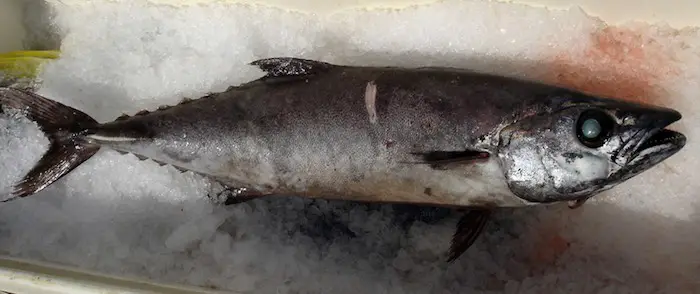 What Is Escolar Fish?